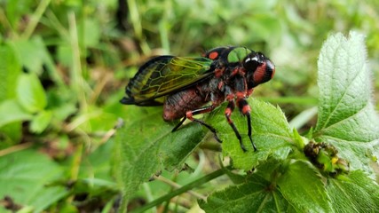 cigarra