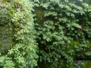 wild green plants cling to walls. as background