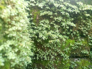 wild green plants cling to walls. as background