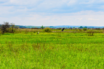 Fototapeta premium Grey herons (Ardea Cinerea) hunting on a medow