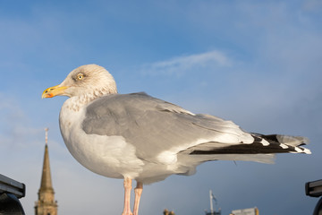 European seagull