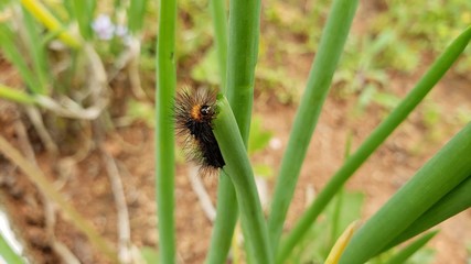 lagarta comendo tempero verde