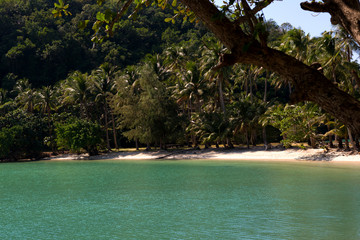 Tropical island on the sea beach with coconut palm trees.