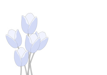 Minimal of blue tulip flowers on white background