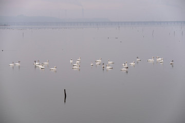 Swan    bird