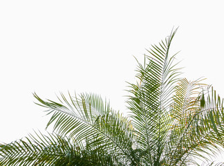 Palm leaves on isolated white background