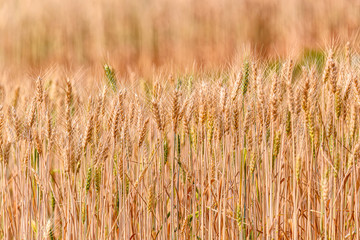 Fototapeta premium Yellow grain ready for harvest growing in a wheat field.