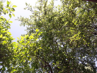 green leaves of tree in spring