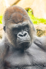 Fototapeta premium A big and dominant western lowland gorilla male