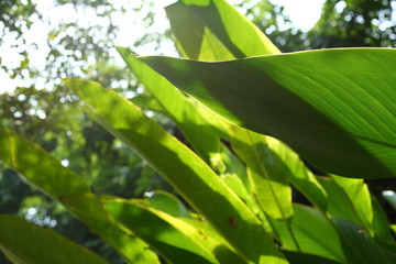 green leaf nature in the morning