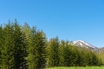 Fototapeta na wymiar Row of trees on foreground mountains with vast clear blue sky on background in sunny day in summer time. Nature landscape, beautiful scenic countryside view
