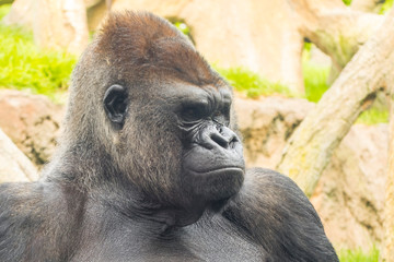 Obraz premium A big and dominant western lowland gorilla male
