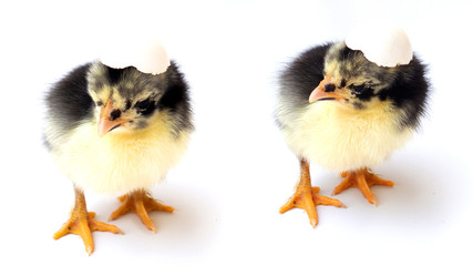 New born chick and eggs on white use for new beginning conception, Happy Easter holidy