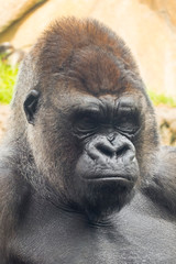 Fototapeta premium A big and dominant western lowland gorilla male