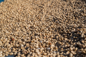 Coffee beans in the sun
