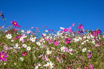 Flower fields and the sky behind
