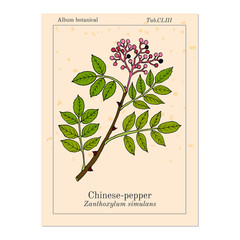 Chinese-pepper, flatspine prickly-ash zanthoxylum simulans , medicinal plant