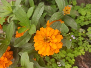 yellow flowers in the garden
