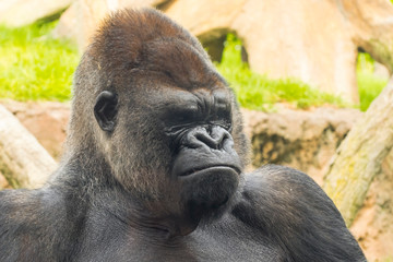 A big and dominant western lowland gorilla male