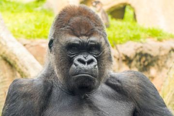 Naklejka premium A big and dominant western lowland gorilla male
