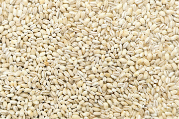 dry pearl barley texture background