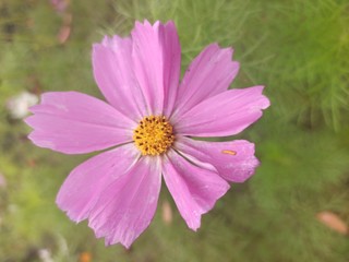 purple flower in the garden