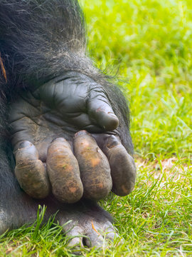 Hand of a big western lowland gorilla male