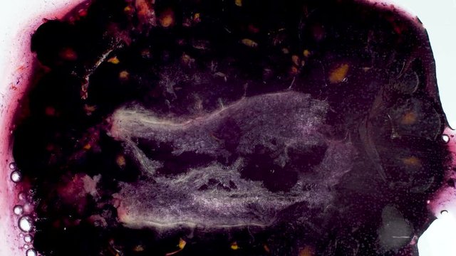 Macro 4k video of blackberry crushing and squeezing. Juice flowing out of ripe berry