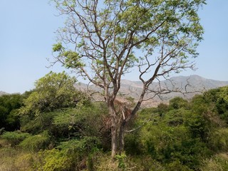 mountain with forest