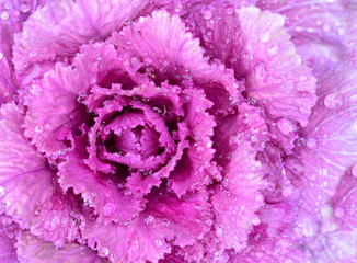 Close-up and texture of red ornamental cabbage that glows with its pink color after rain full of drops of water in the field, photographed from above
