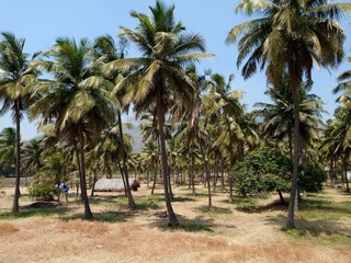cocanut tree with blue sky