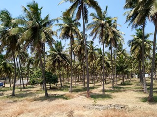 Obraz na płótnie Canvas raw of coconut tree