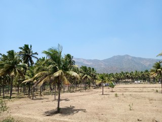 Fototapeta premium coconut tree on mountain