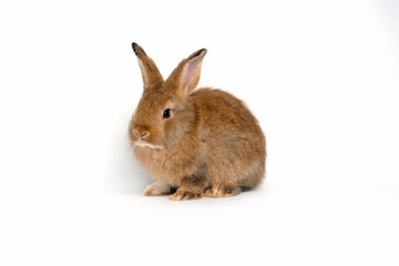 Cute Easter bunny baby, red-brown fur on a white background.isolated