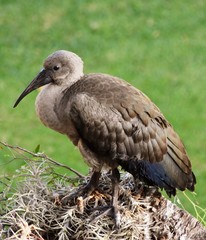 Close up of a young Hadeda Ibis