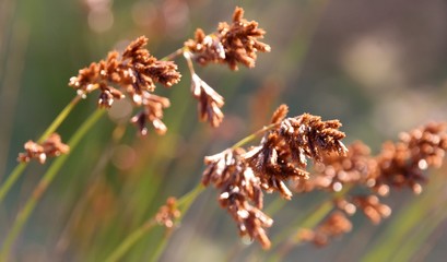 Close up of blooming natal red top grass in bright sunlight