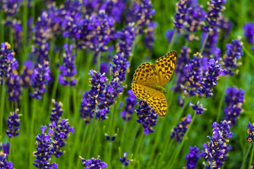 Beautiful butterfly sitting on a branch of lavender. This type of insect is gathered in huge swamps.
