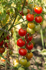 red and green tomatoes on a branch