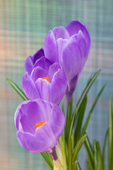 lilac flowers of spring crocus