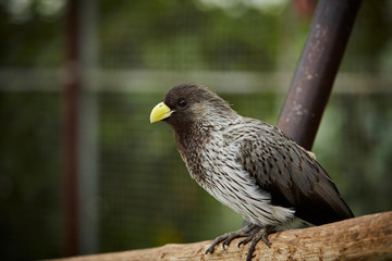 bird on fence