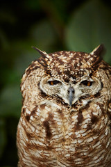 great horned owl
