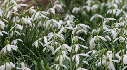 ein Wiese mit vielen Schneeglöckchen