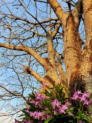 flor na árvore seca