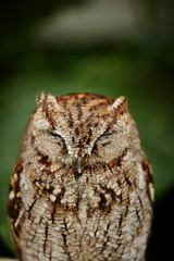 closeup of an owl