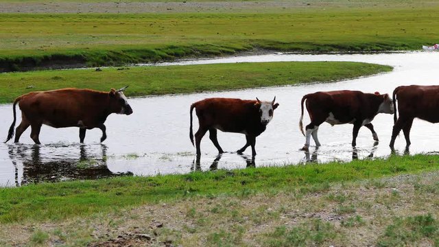 Mongolia cows and beautiful river