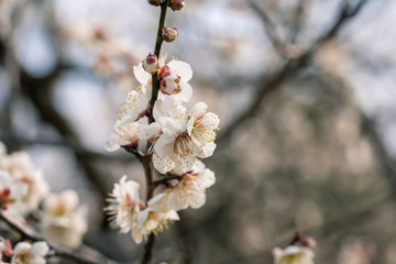 Spring plum blossom