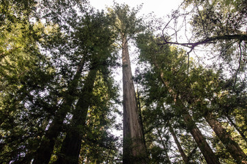 Fototapeta premium Super tall tree