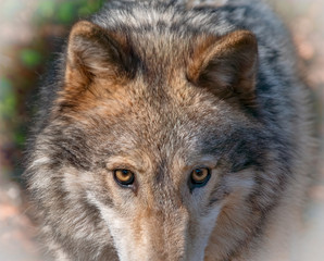 Naklejka na ściany i meble Timber Wolf (Canis Lupus), North America 
