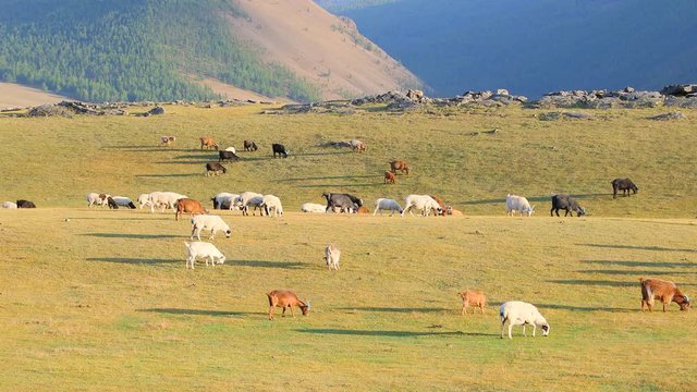 Monglia goats beautiful green land