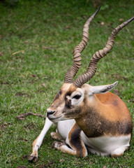 animal descansando